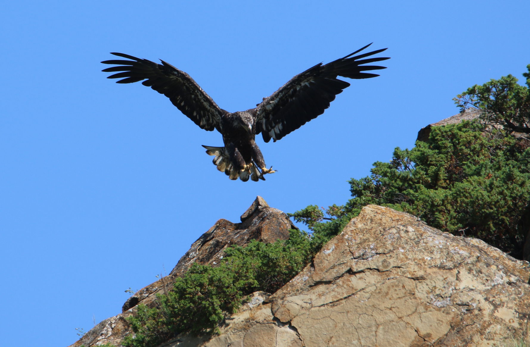 Young Bald Eagle